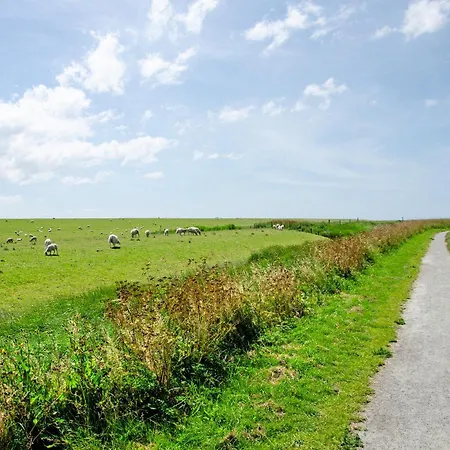 Seeschwalbe Hilgenriedersiel * Hagermarsch