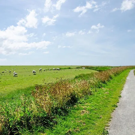 Seeschwalbe Hilgenriedersiel * Hagermarsch